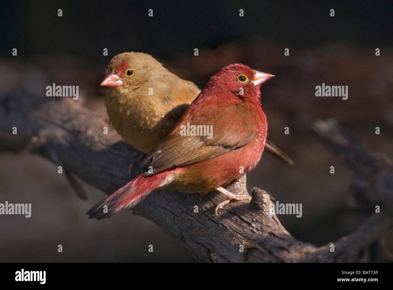 Red-billed Firefinch Lagonosticta senegala 'paire' Banque D'Images