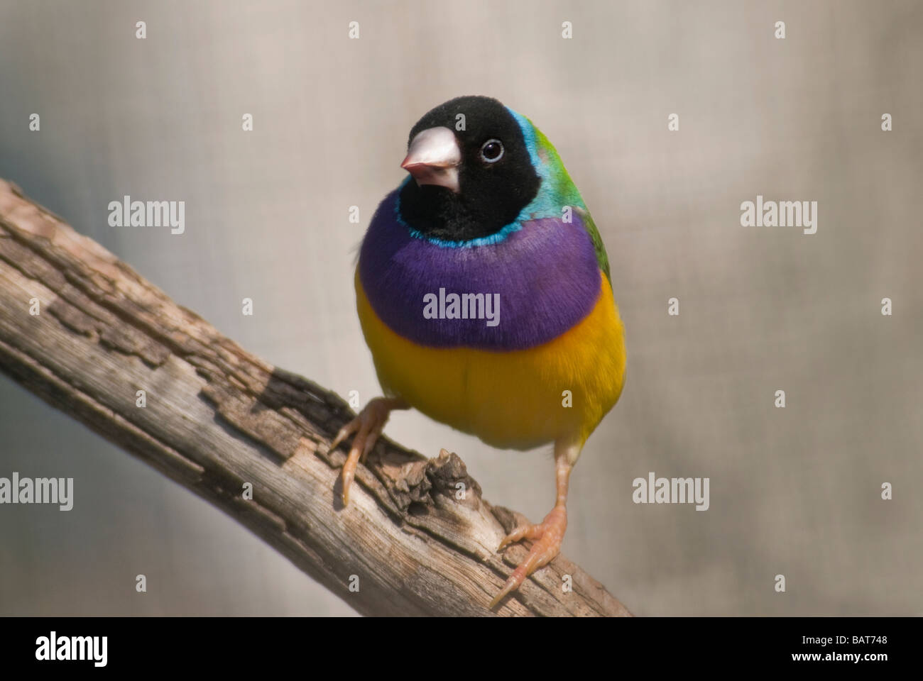 Gouldian Finch, 'Erythrura gouldiae', homme Banque D'Images