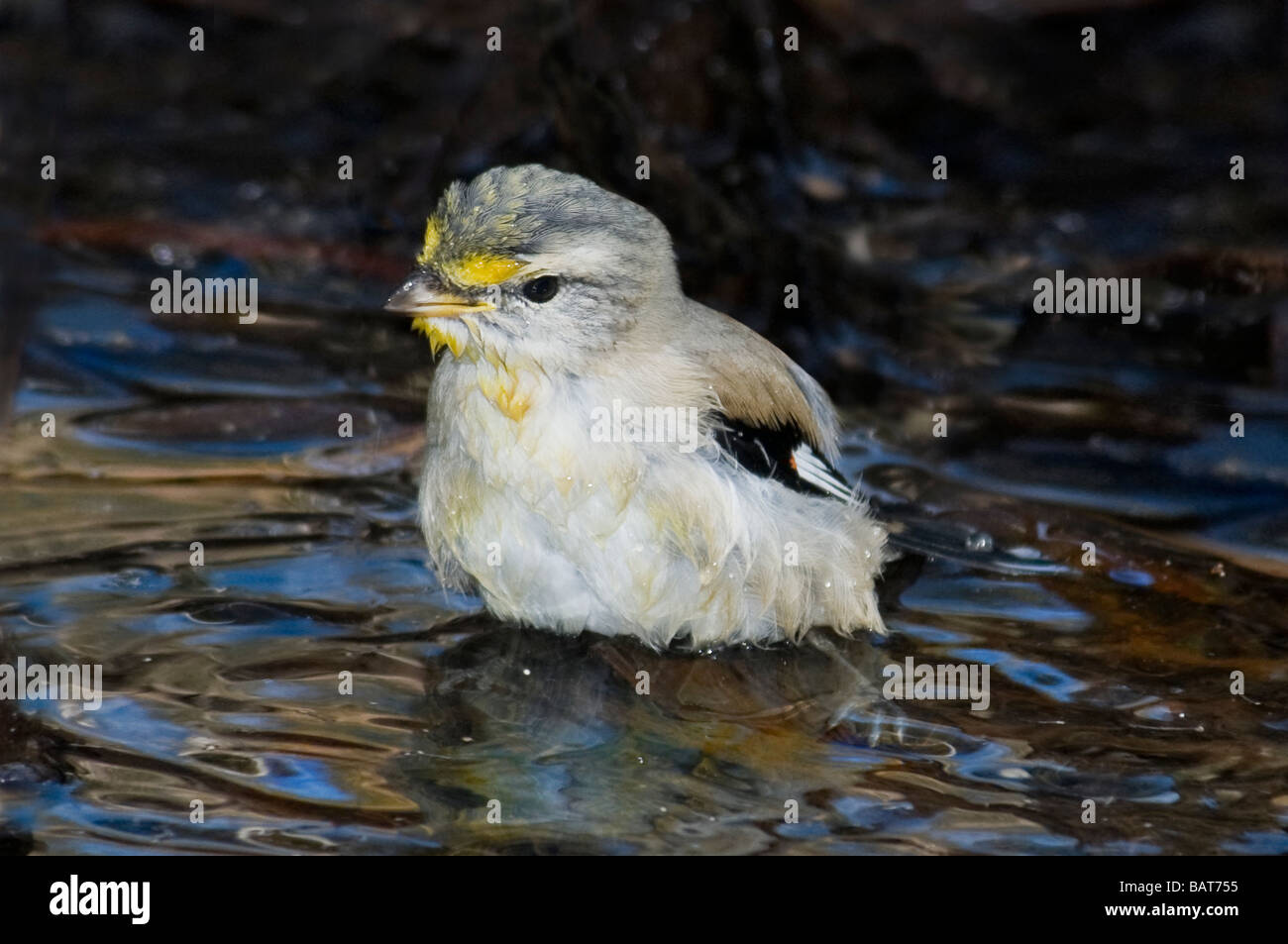 Pardalote strié 'Pardalotus striatus' Banque D'Images