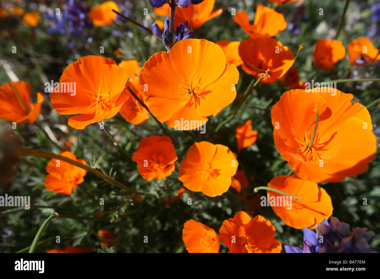 Coquelicots de Californie Banque D'Images