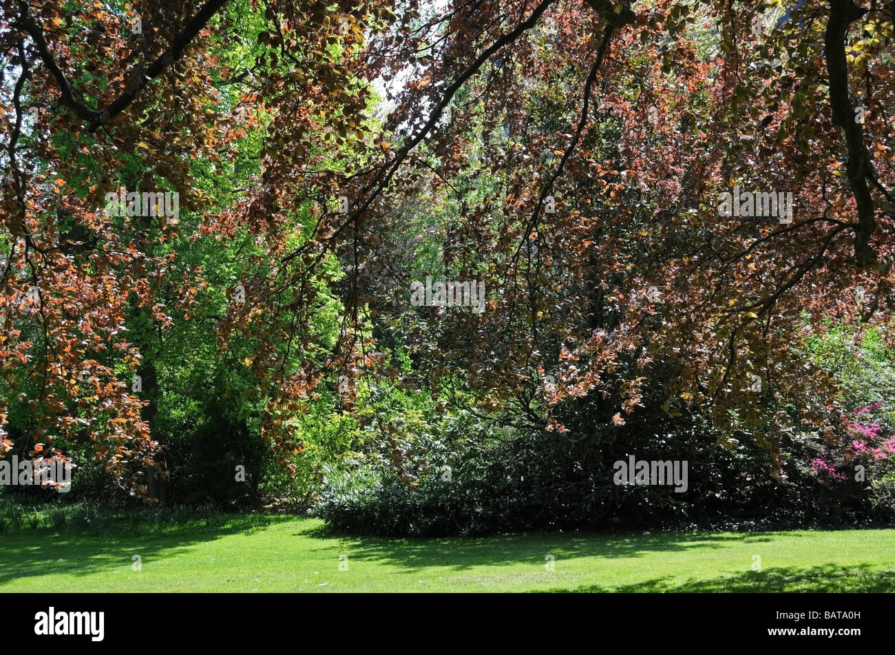 Les arbres au printemps, le cuivre /hêtre européen dans 'Jardin de Diane' (Diana's Garden) dans le château / Château de Fontainebleau France Banque D'Images