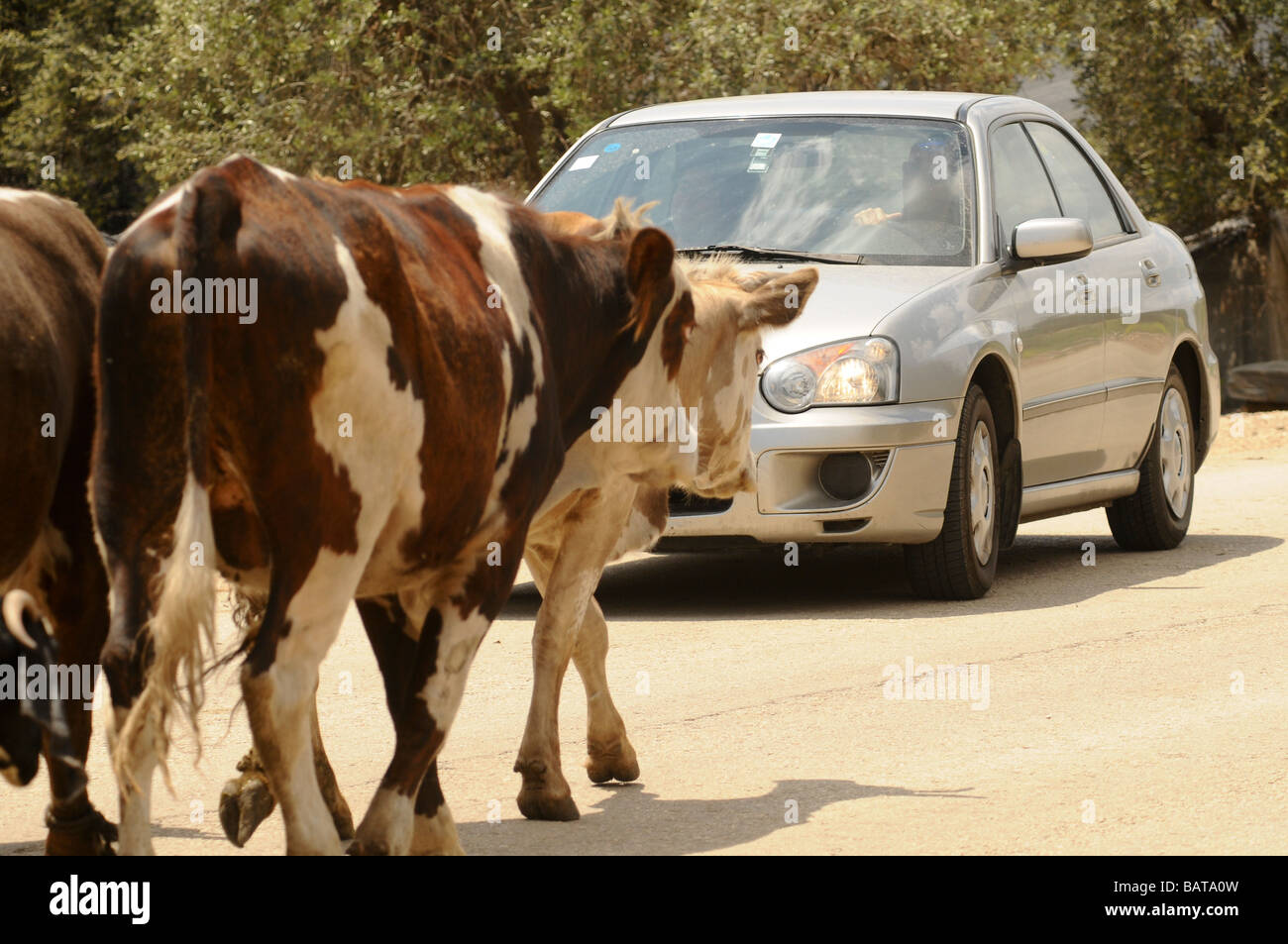 Israël Cisjordanie Samarie Dotan Valley un troupeau de vaches dans la rue une voiture les attend à passer Banque D'Images