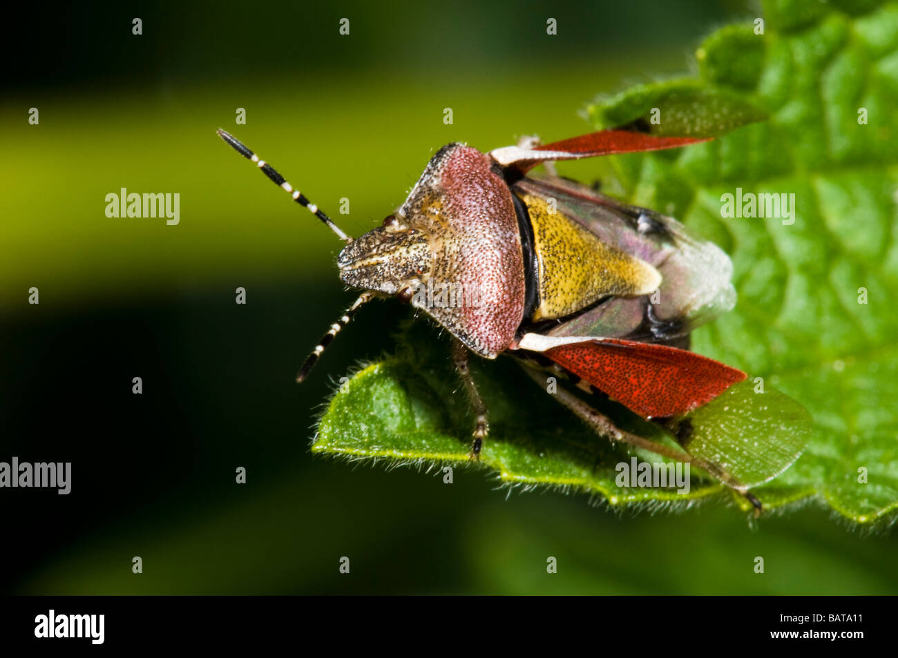 Prunelle bug avec élytres ouverts au sujet de voler Banque D'Images