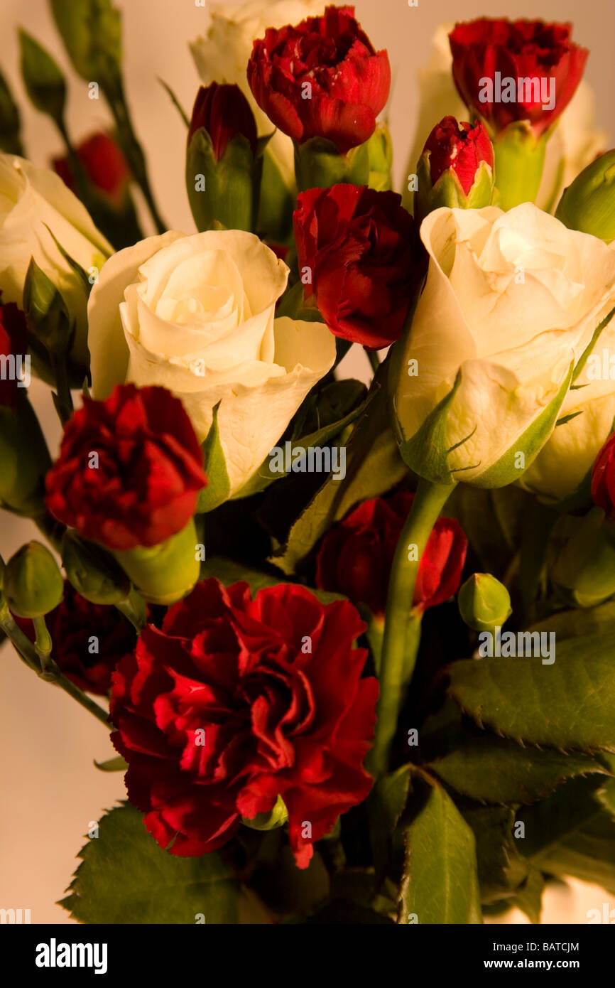 Le rouge et le blanc des fleurs dans vase, Close up Banque D'Images