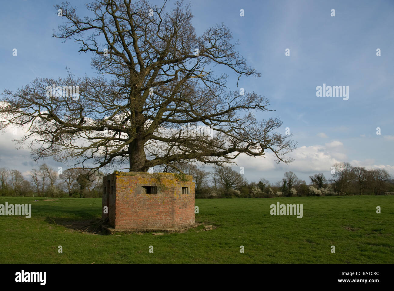 Bunker et tree in field, Haxted, près de Canterbury, Kent, England, UK Banque D'Images