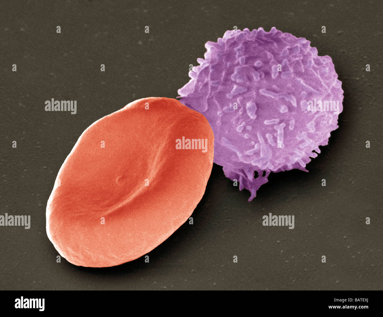 Les cellules sanguines. Couleur de l'analyse des électrons  Microphotographie (SEM) d'un taux de globules rouges (érythrocytes, red)et  d'un globule blanc Photo Stock - Alamy