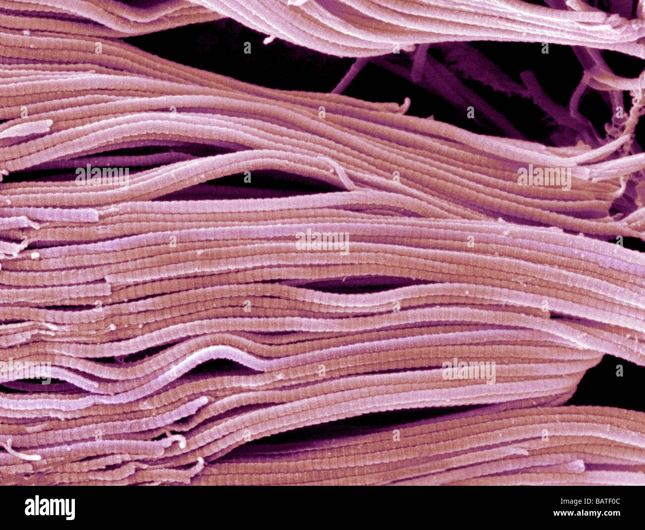 Le collagène. L'analyse des électrons Microphotographie (SEM) de faisceaux de collagène de la délicate connectivetissue endoneurium. Banque D'Images
