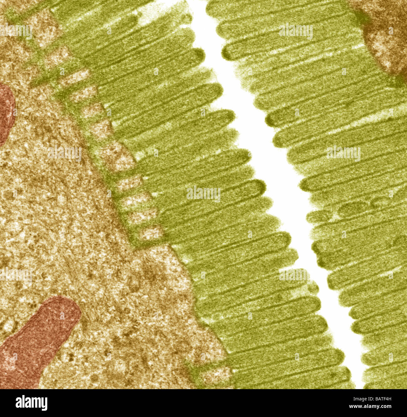 Les microvillosités intestinales. Transmissionelectron colorées Microphotographie (TEM) d'une section throughmicrovilli à partir de l'intestin grêle. Banque D'Images