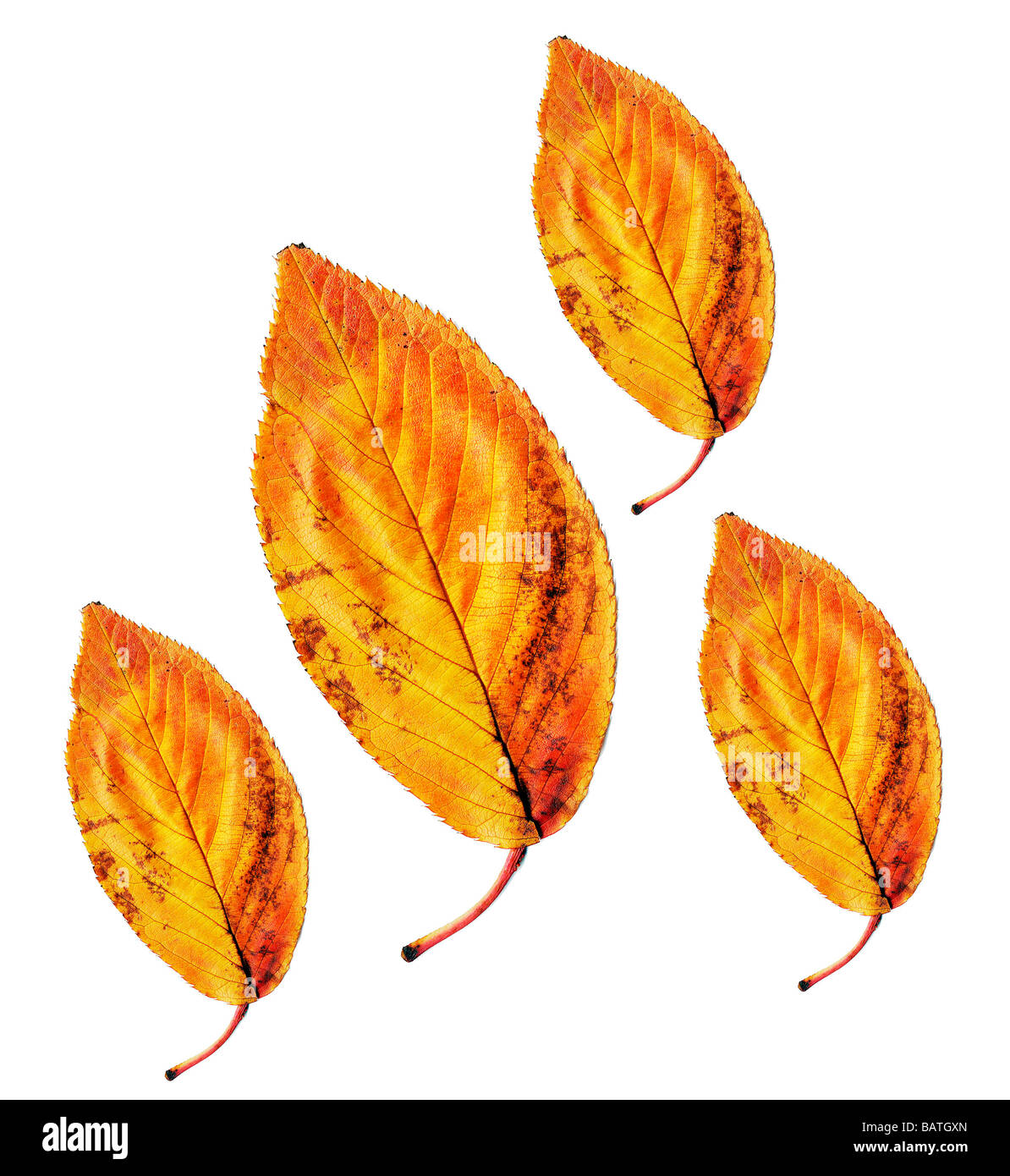 Feuilles de l’automne. Banque D'Images
