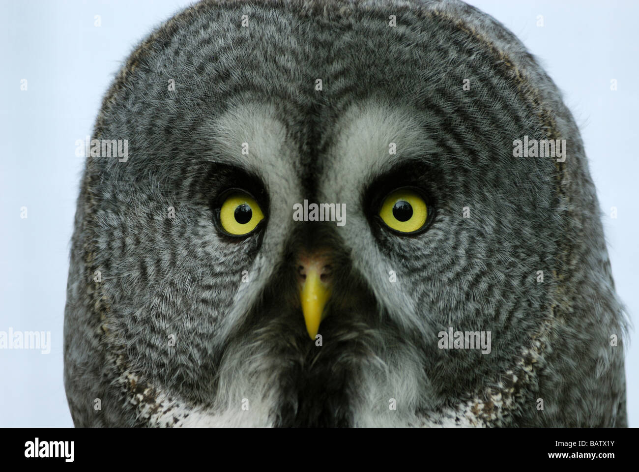 Close up of une Chouette lapone Strix nebulosa Chouette Laponie ou Banque D'Images