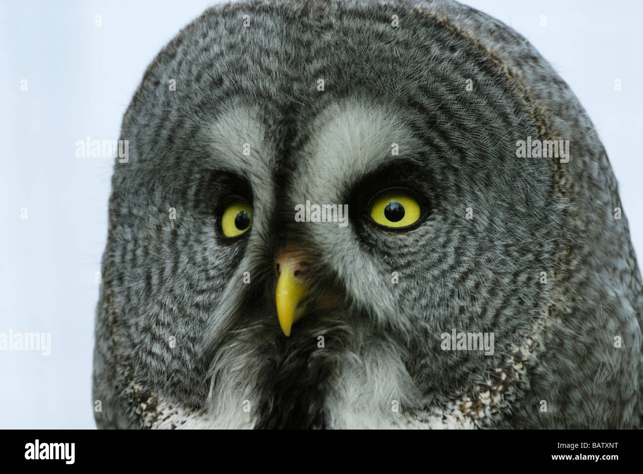 Close up of une Chouette lapone Strix nebulosa Chouette Laponie ou Banque D'Images