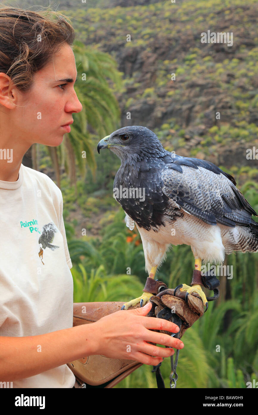 Oiseau de proie de l'Aigle geranoaetus melanoleucus (gris) avec un instructeur à Los Palmitos Park Gran Canaria Espagne Europe Banque D'Images
