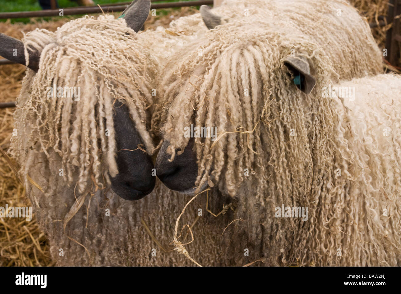 Deux moutons Wensleydale. Une race de moutons des Yorkshire Dales. Banque D'Images