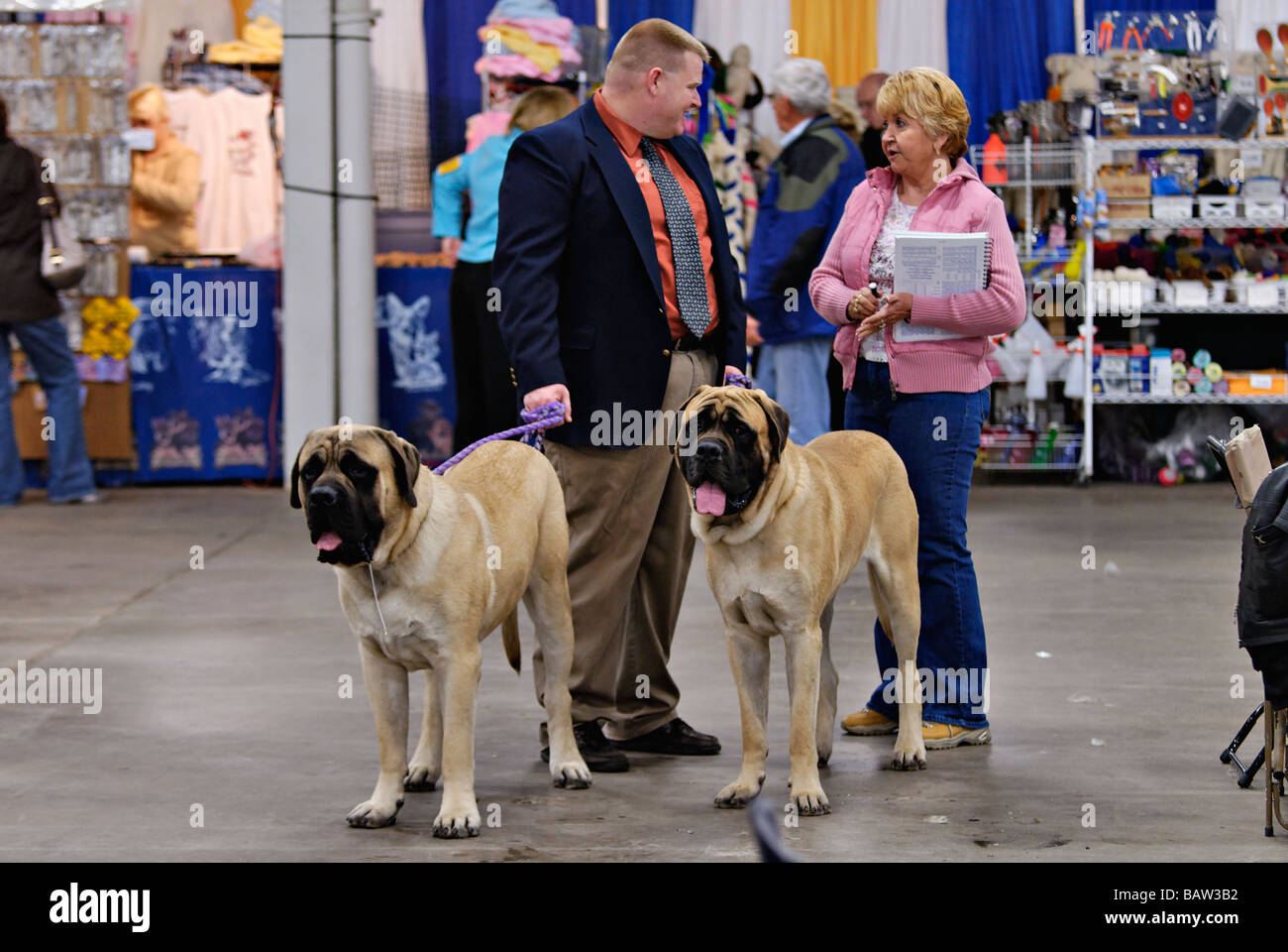 Femme parlant à l'Homme tenant la laisse à deux Mastiffs à Louisville Kennel Club Dog Show à Louisville Kentucky Banque D'Images