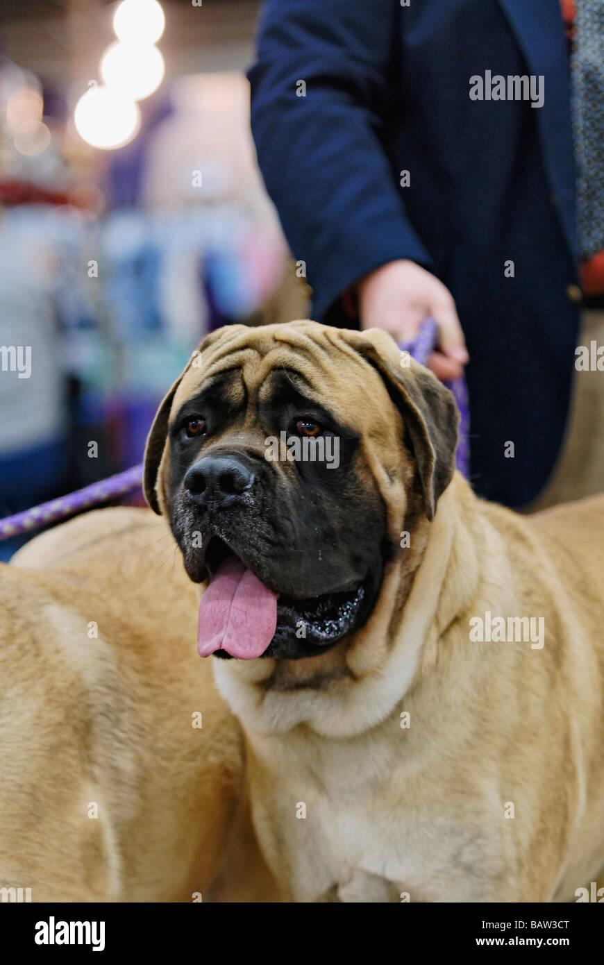 Man Holding leashe de Mastiff à Louisville Kennel Club Dog Show à Louisville Kentucky Banque D'Images