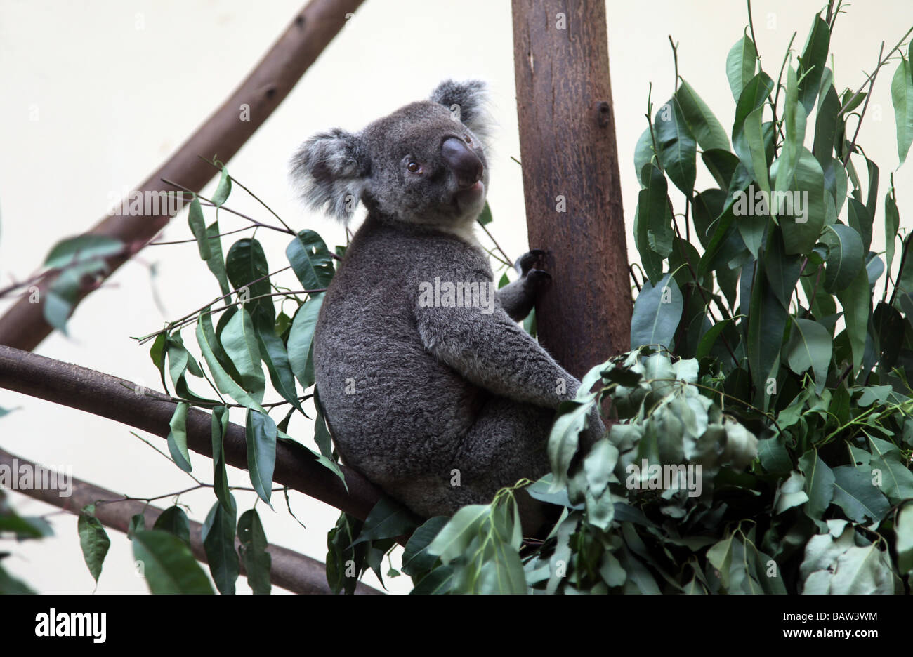 Un adulte Le Koala est debout sur une branche d'un arbre au milieu des feuilles, ce mignon fourrure nous regarde Banque D'Images