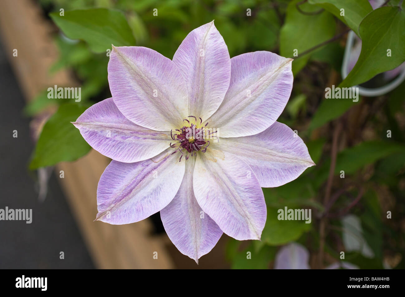 Clematis Dawn en fleur Banque D'Images