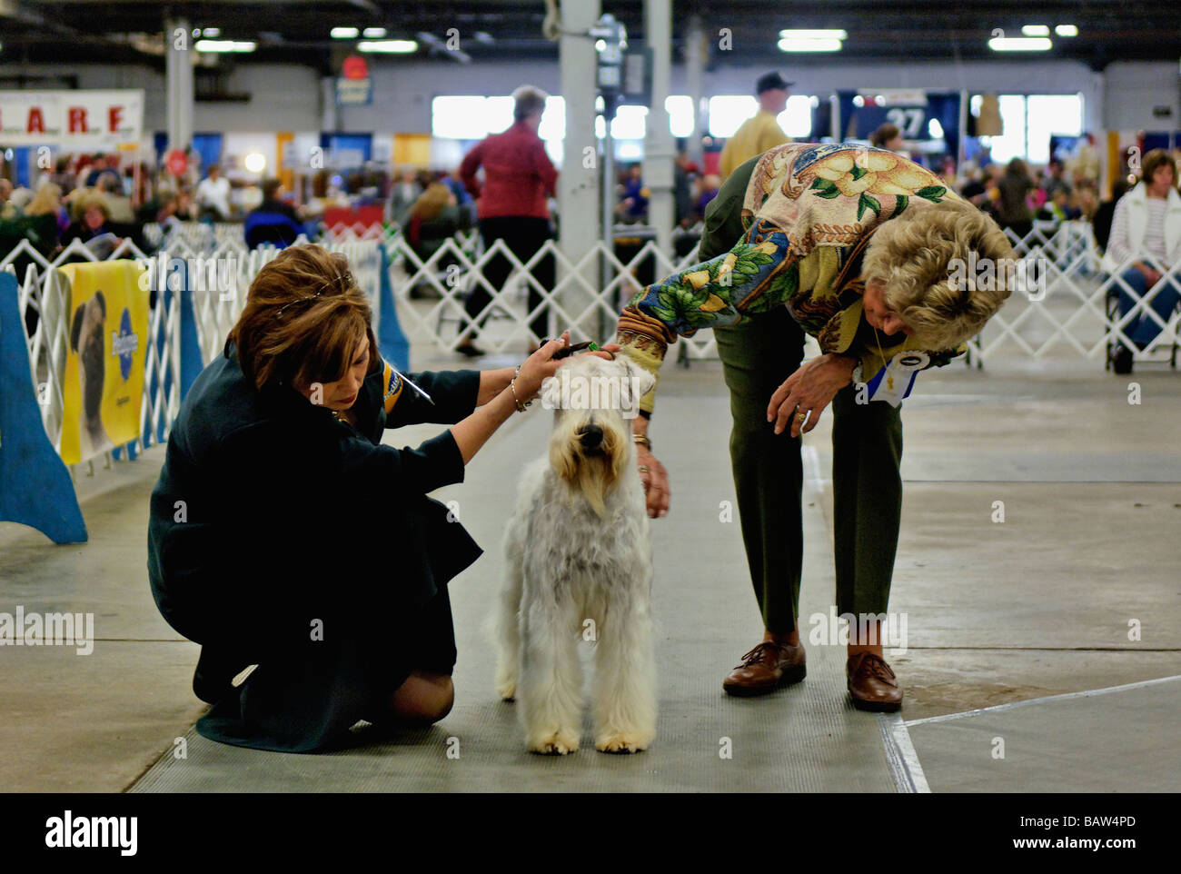Wheaten Terrier en cours d'examen par un juge dans le Ring d'exposition à l'exposition canine de Louisville à Louisville Kentucky Banque D'Images
