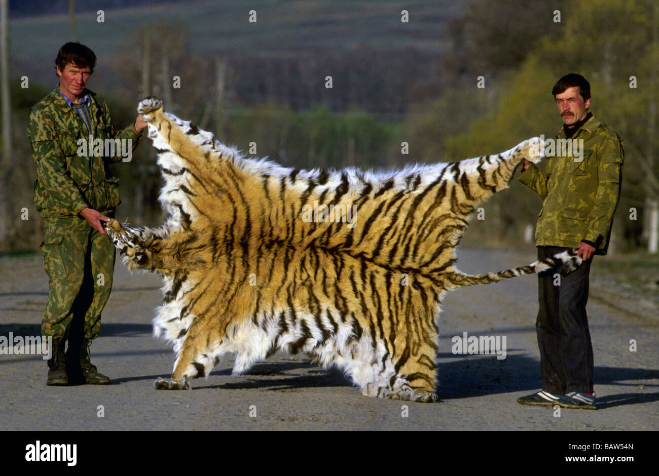 Peau de tigre de Sibérie récupéré des braconniers dans les forêts de Primorskii Krai Extrême-Orient russe Banque D'Images
