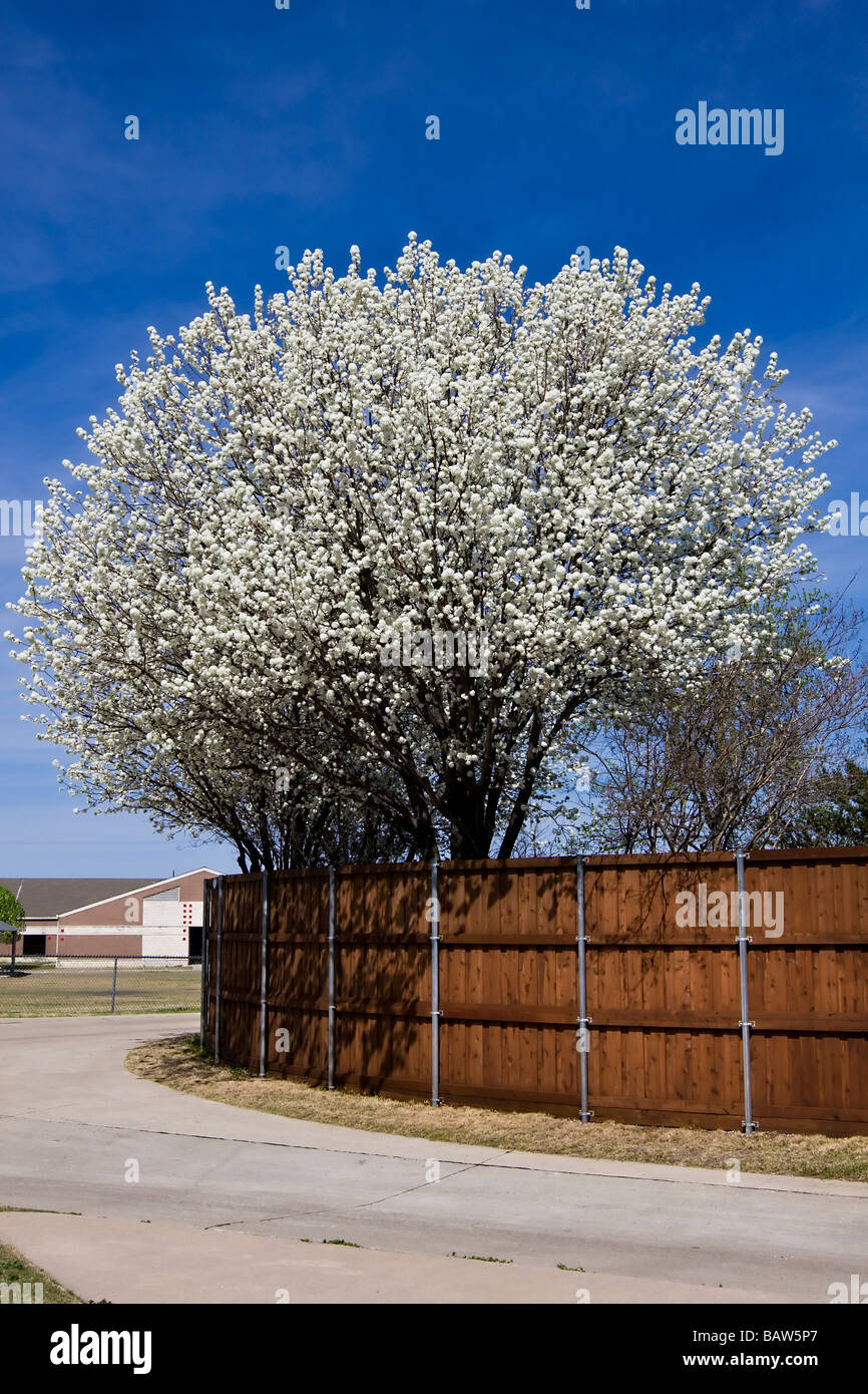 Bradford Pear Tree en pleine floraison - le Printemps ! Banque D'Images