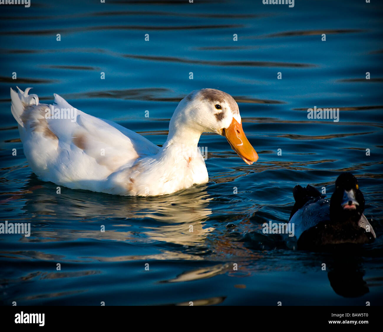 Deux canards sur un étang Banque D'Images