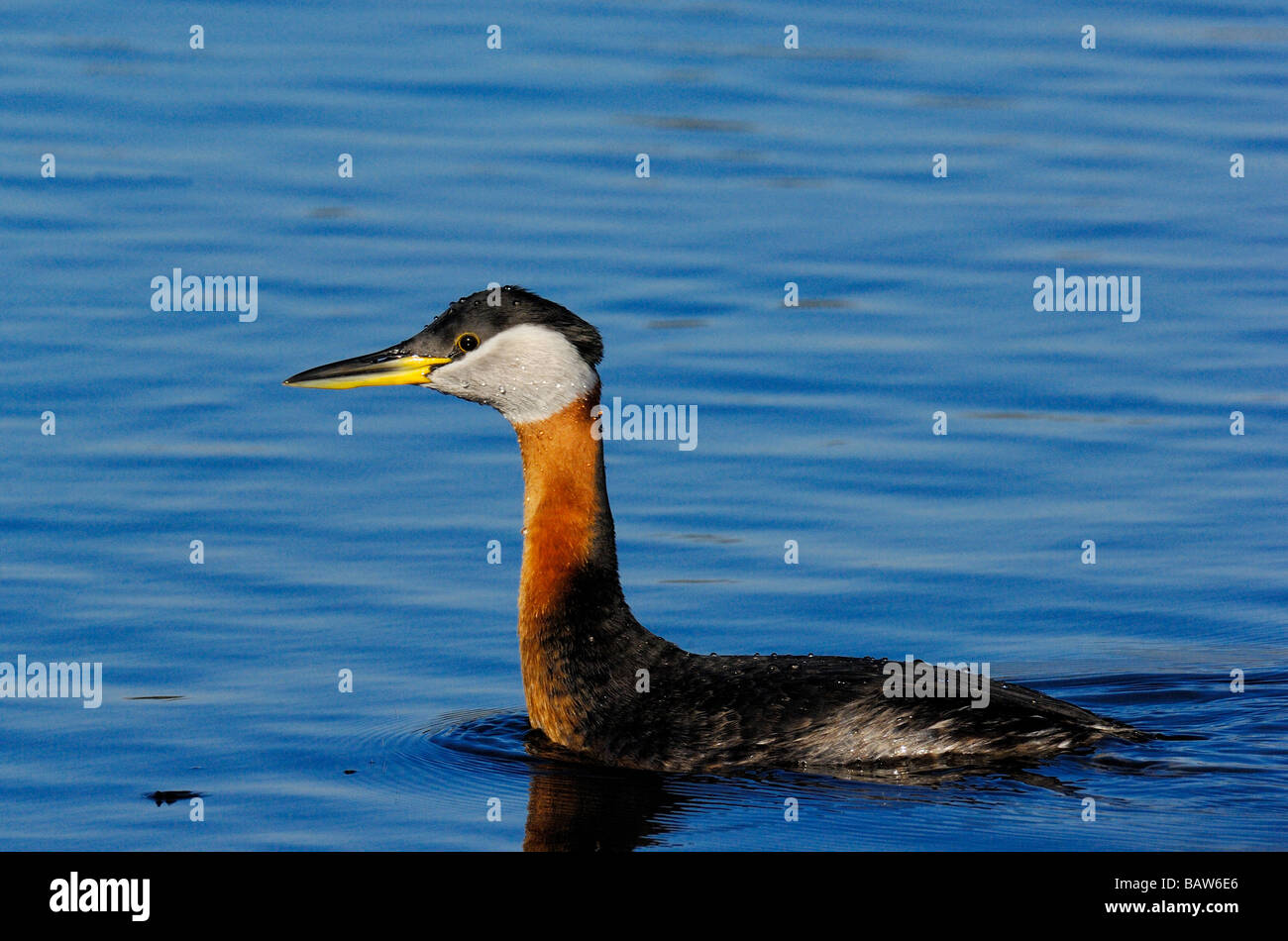 Red-necked Grebe 09355 Banque D'Images