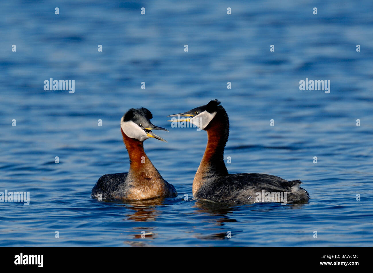 Red-necked Grebe 09363 Banque D'Images