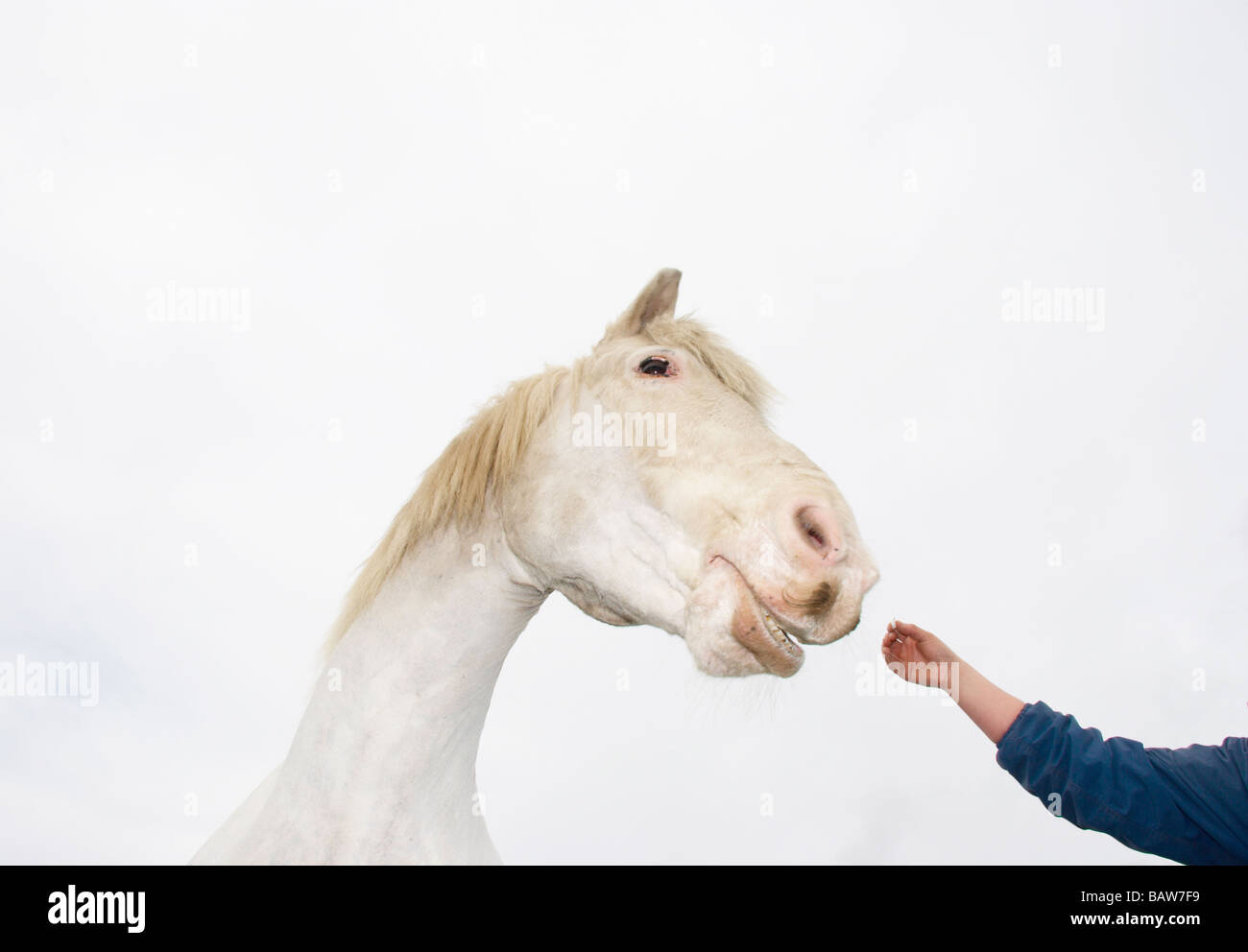 Cheval blanc étant soumis à un traitement Banque D'Images