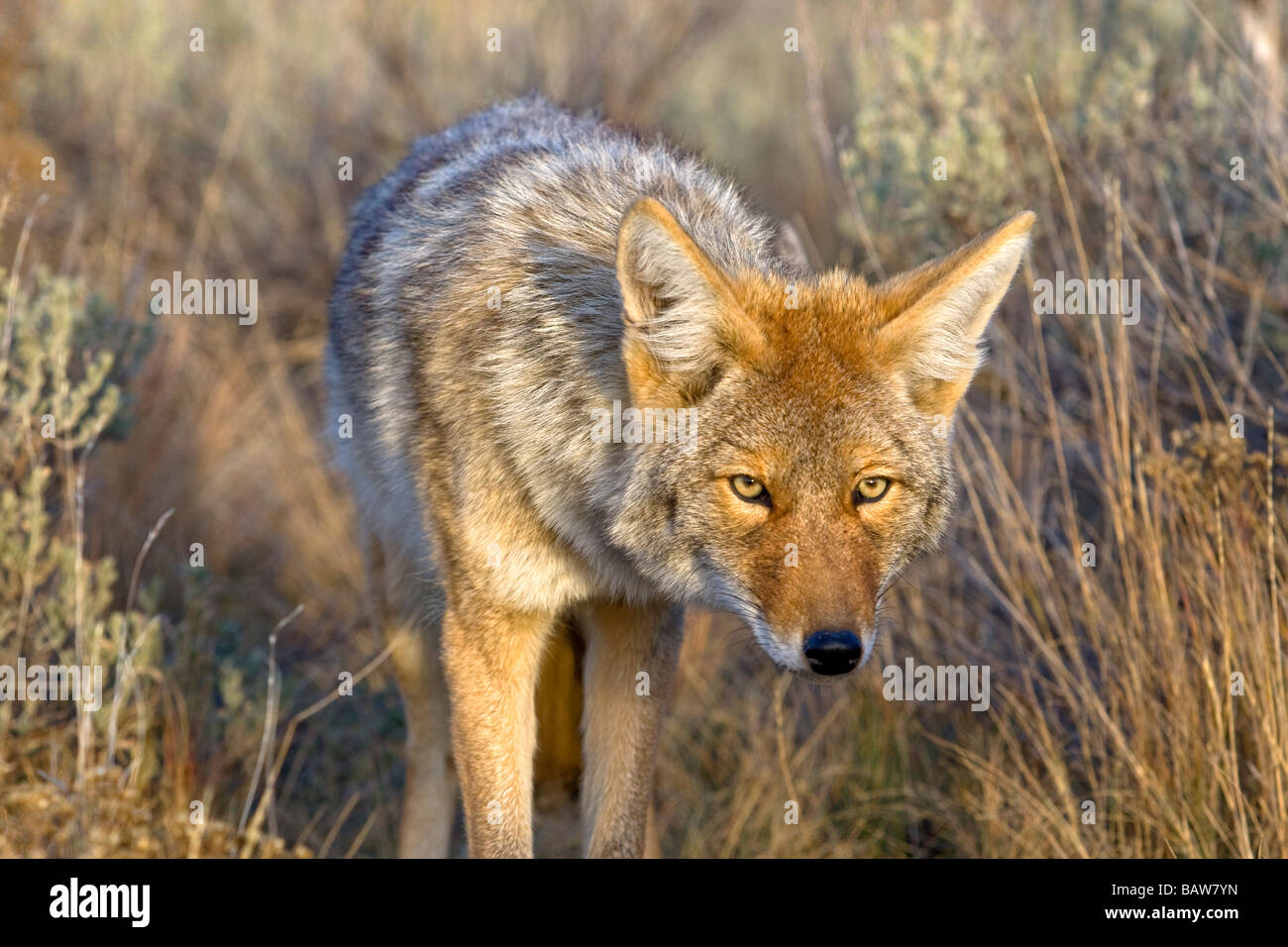 Les tiges d'un coyote sa proie dans le Parc National de Yellowstone, Wyoming. Banque D'Images