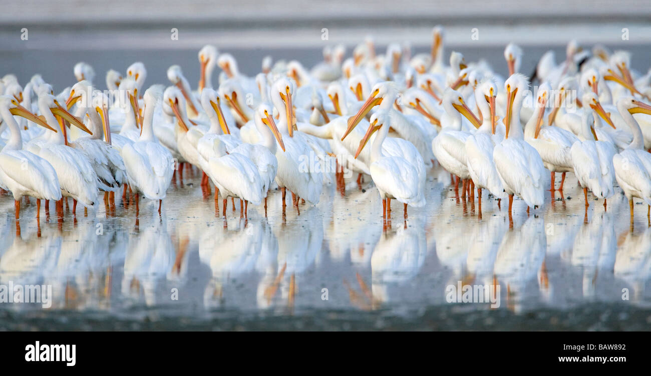 Pélicans blancs - Salton Sea (Californie). Banque D'Images