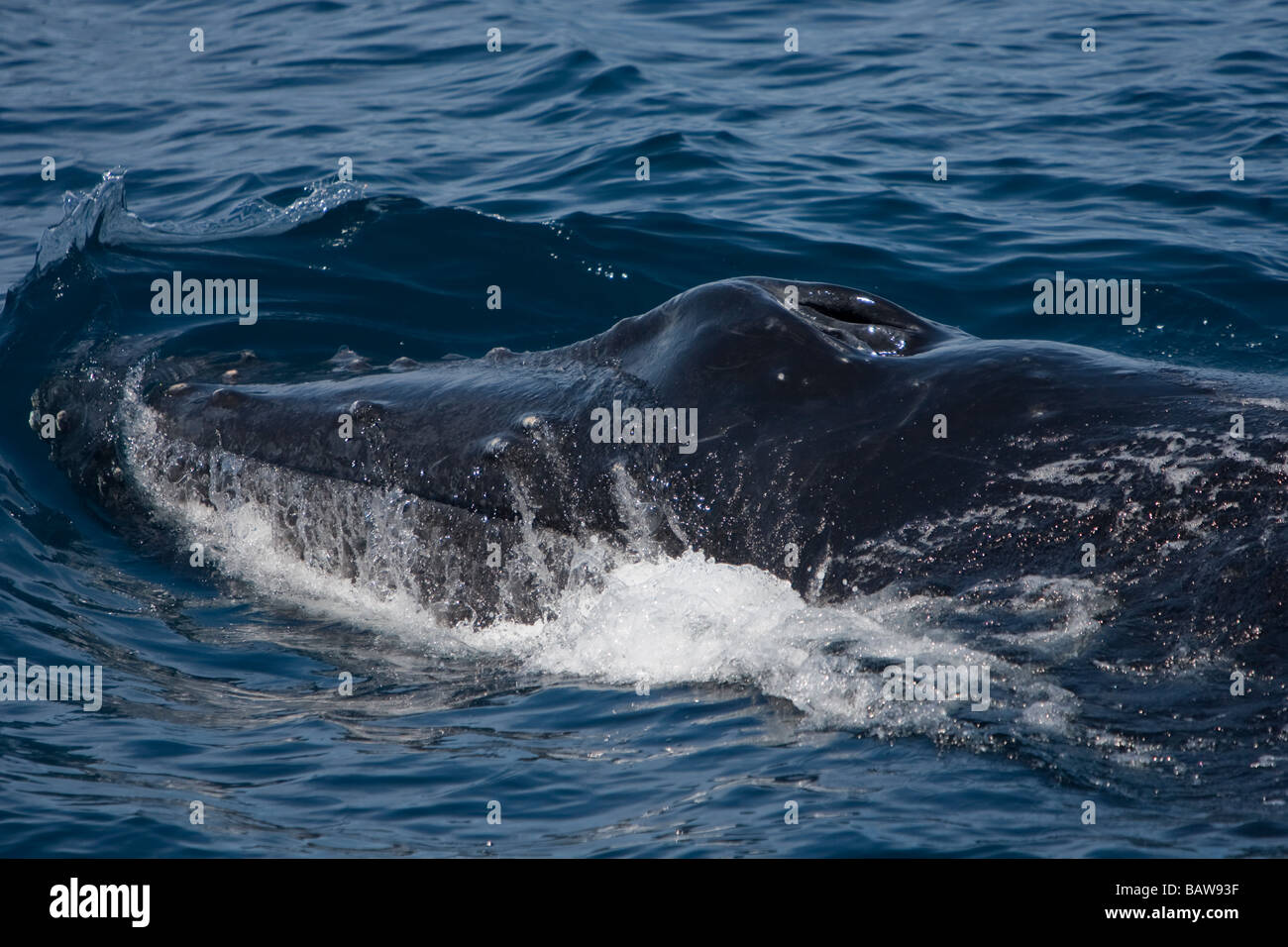 Rorqual à bosse Megaptera novaeanglia Buckelwal headrising Banques Gorda Baja California au Mexique Banque D'Images