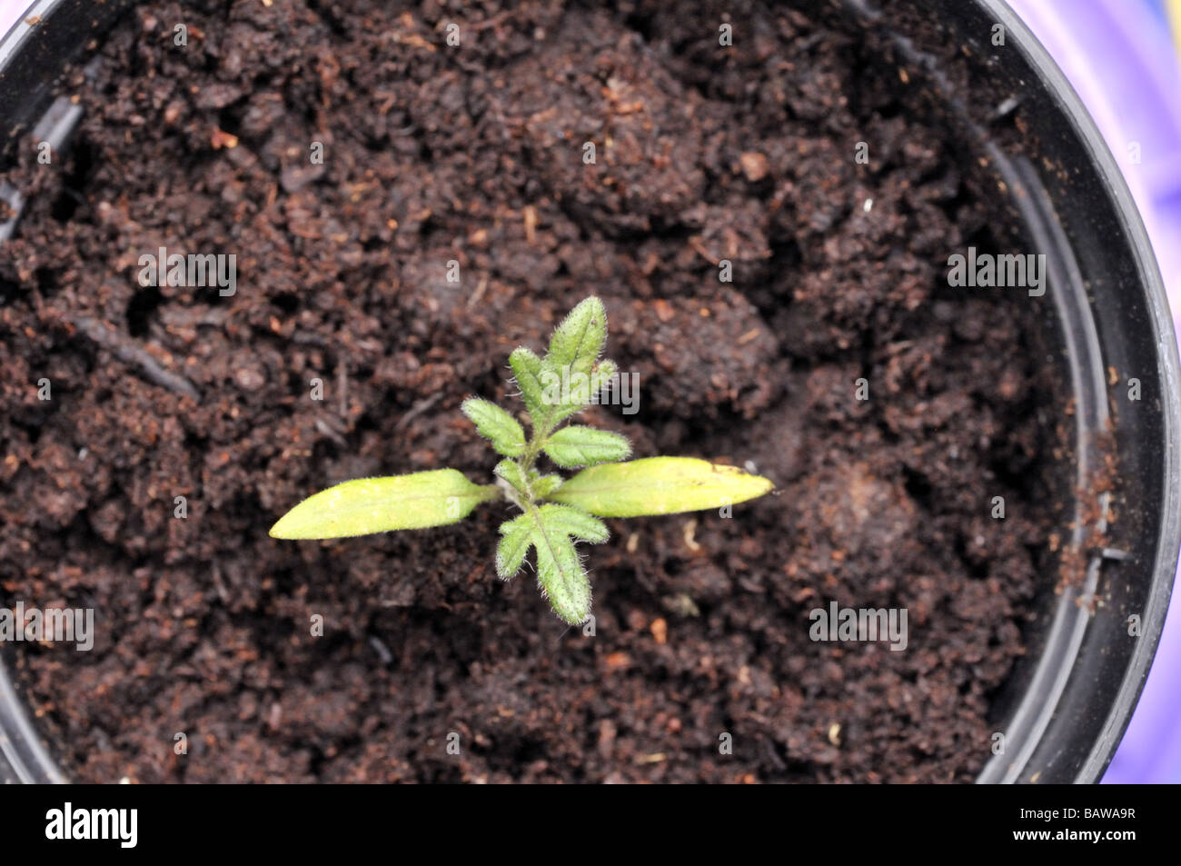 Des plantules de tomate Moneymaker avec deux feuilles et deux vraies feuilles Banque D'Images