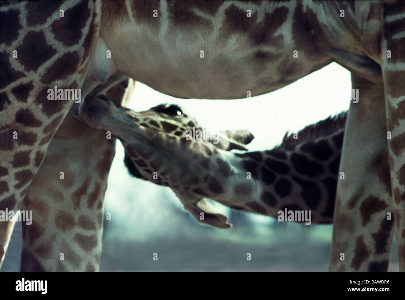 Mammifères;Girafe Girafe Girafe' ;';jeune suckling à partir de sa mère ; Banque D'Images