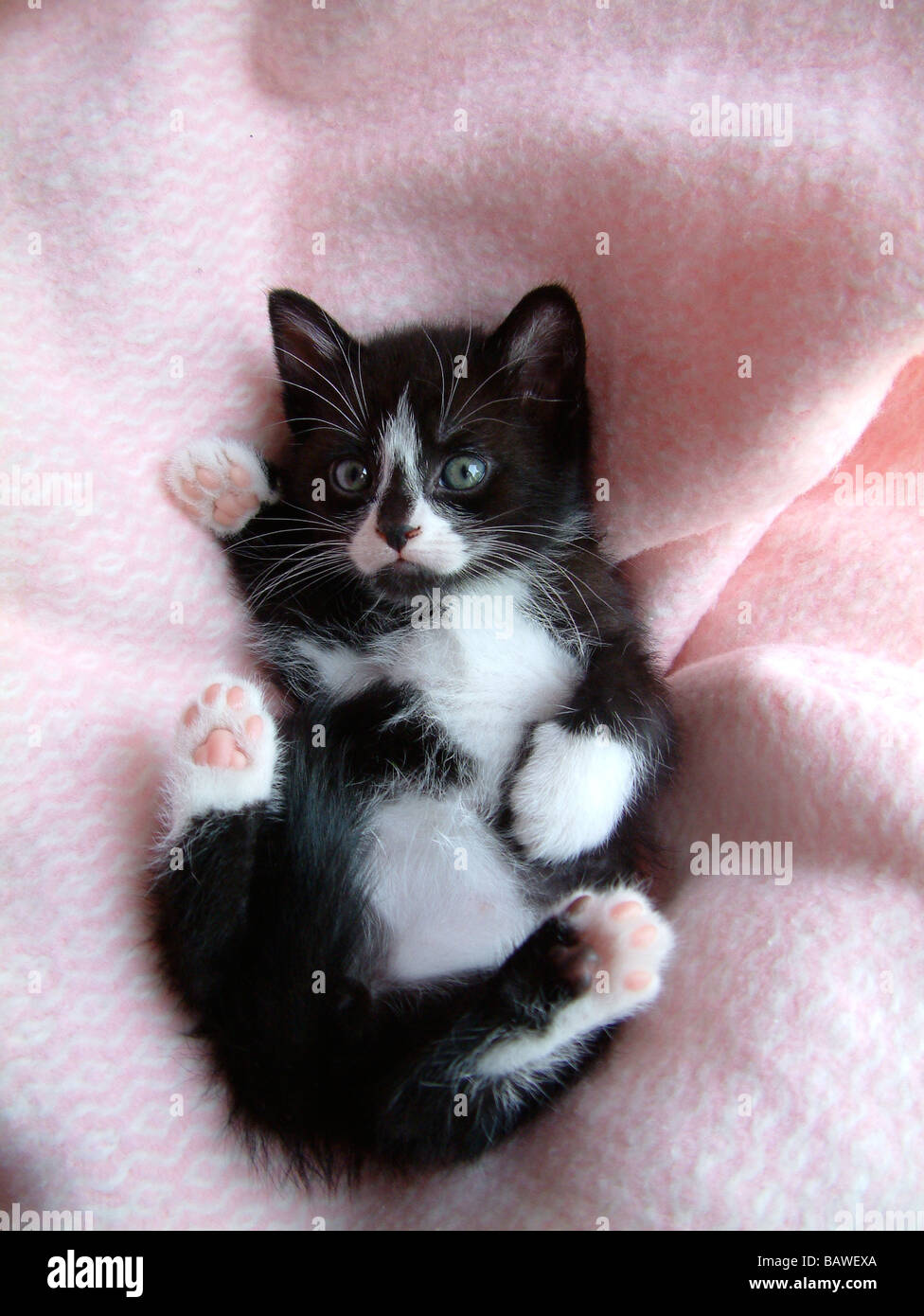 Chaton noir et blanc Banque D'Images