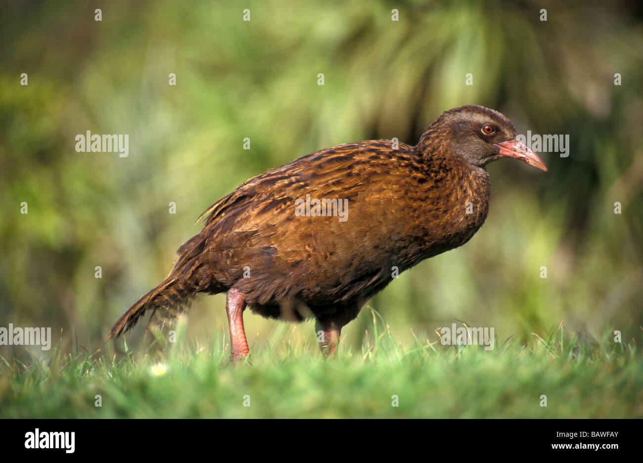 Gallirallus australis Weka Western Cape Foulwind rail eau ile sud Nouvelle Zelande Banque D'Images