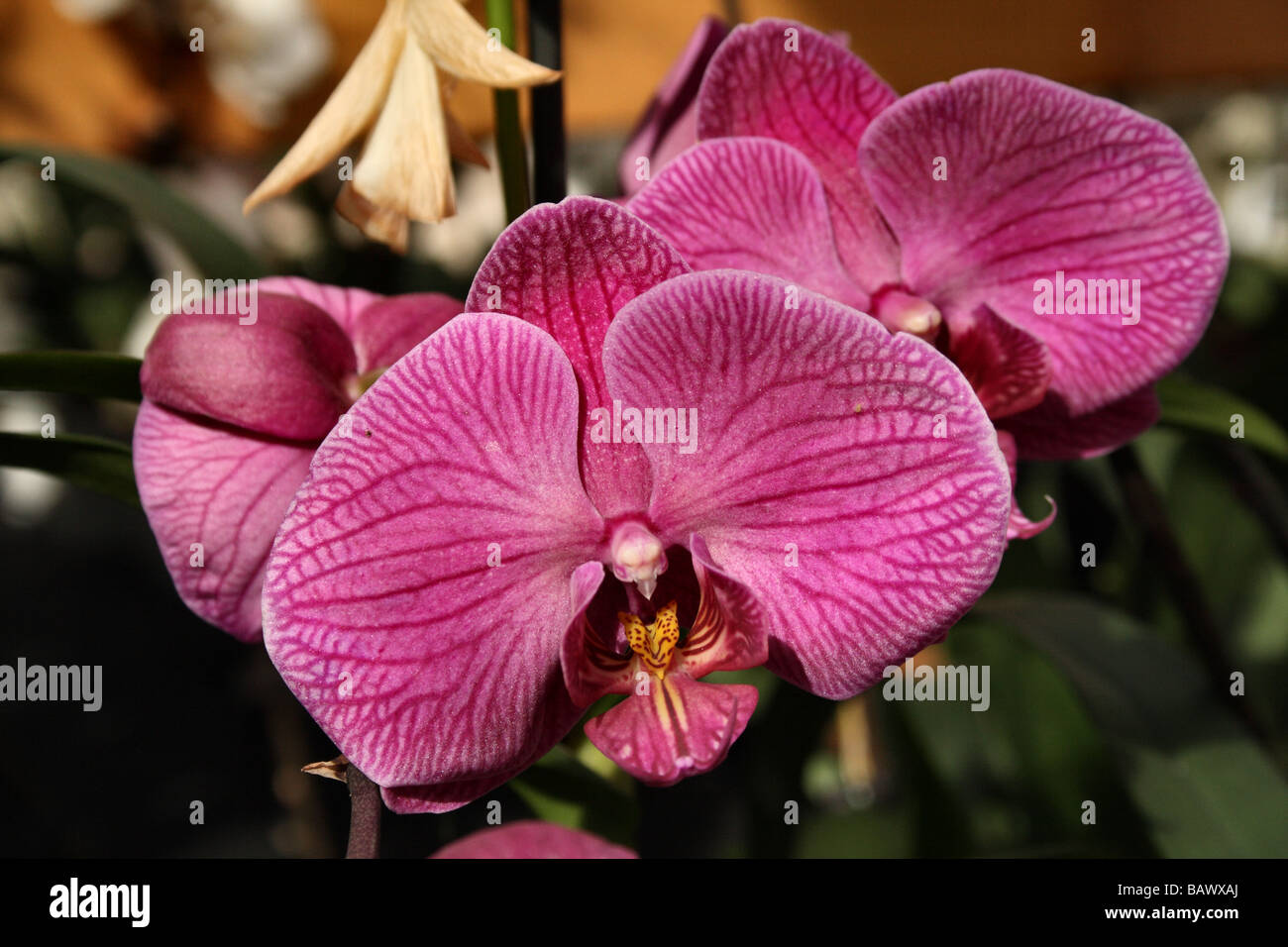 Famille des orchidées phalaenopsis Orchidaceaea , fleur fleurir en close up macro détail Banque D'Images