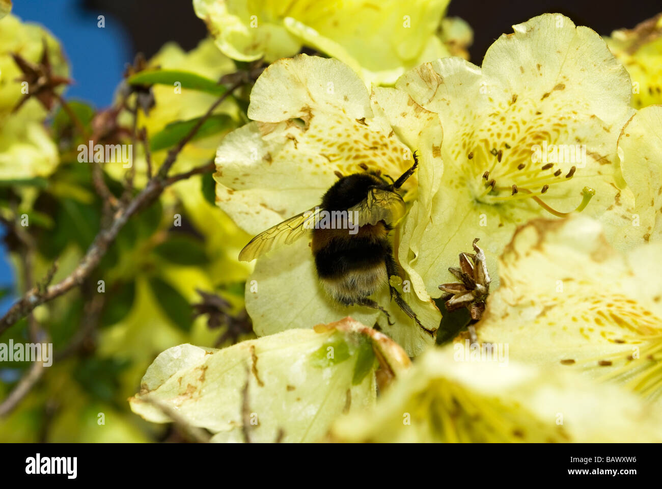 La collecte de pollen bourdons d'une Azalea Banque D'Images