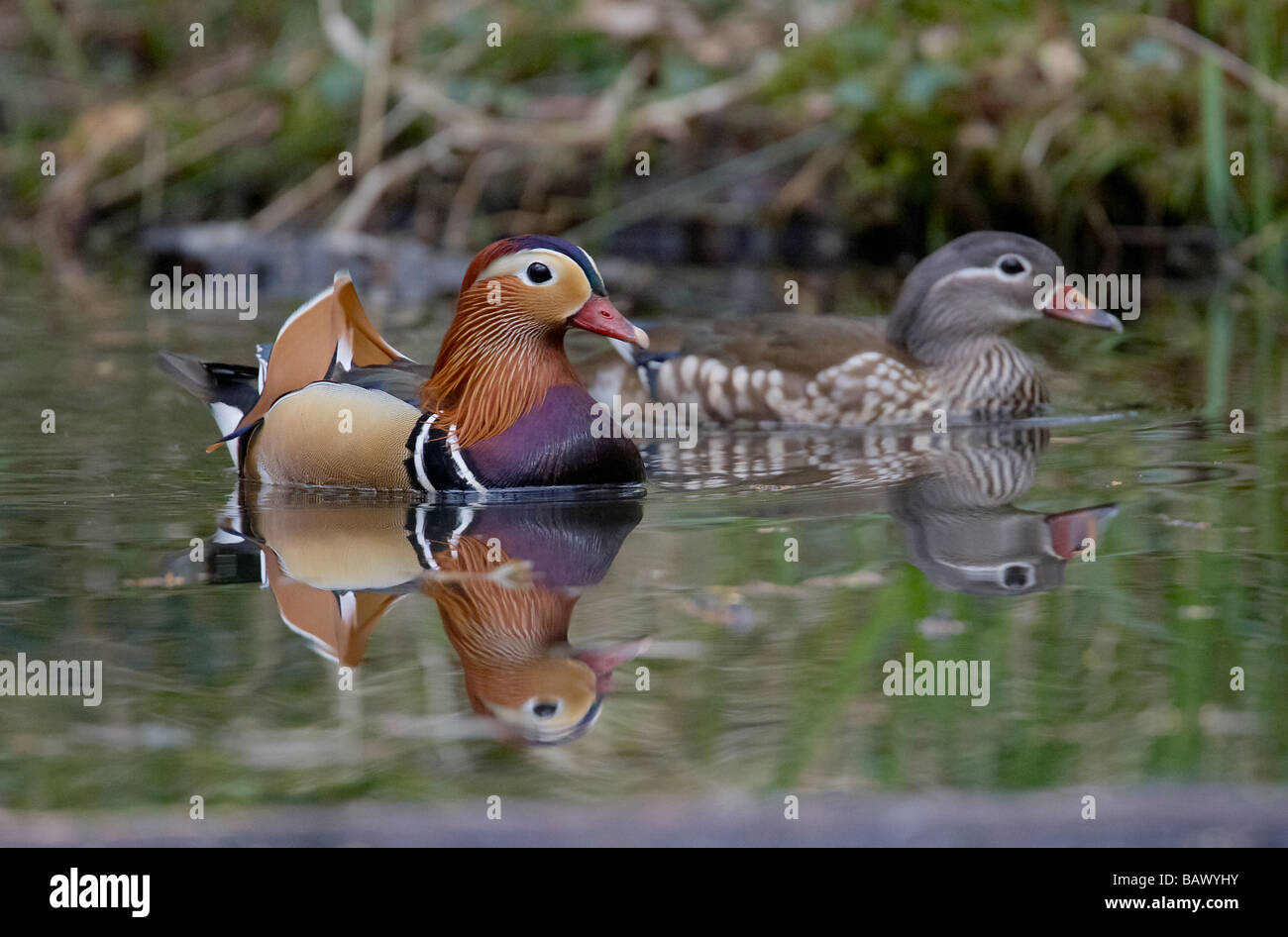 Paire, mâle et femelle, de canards mandarins Aix galericulata dans la forêt de Dean England UK Banque D'Images