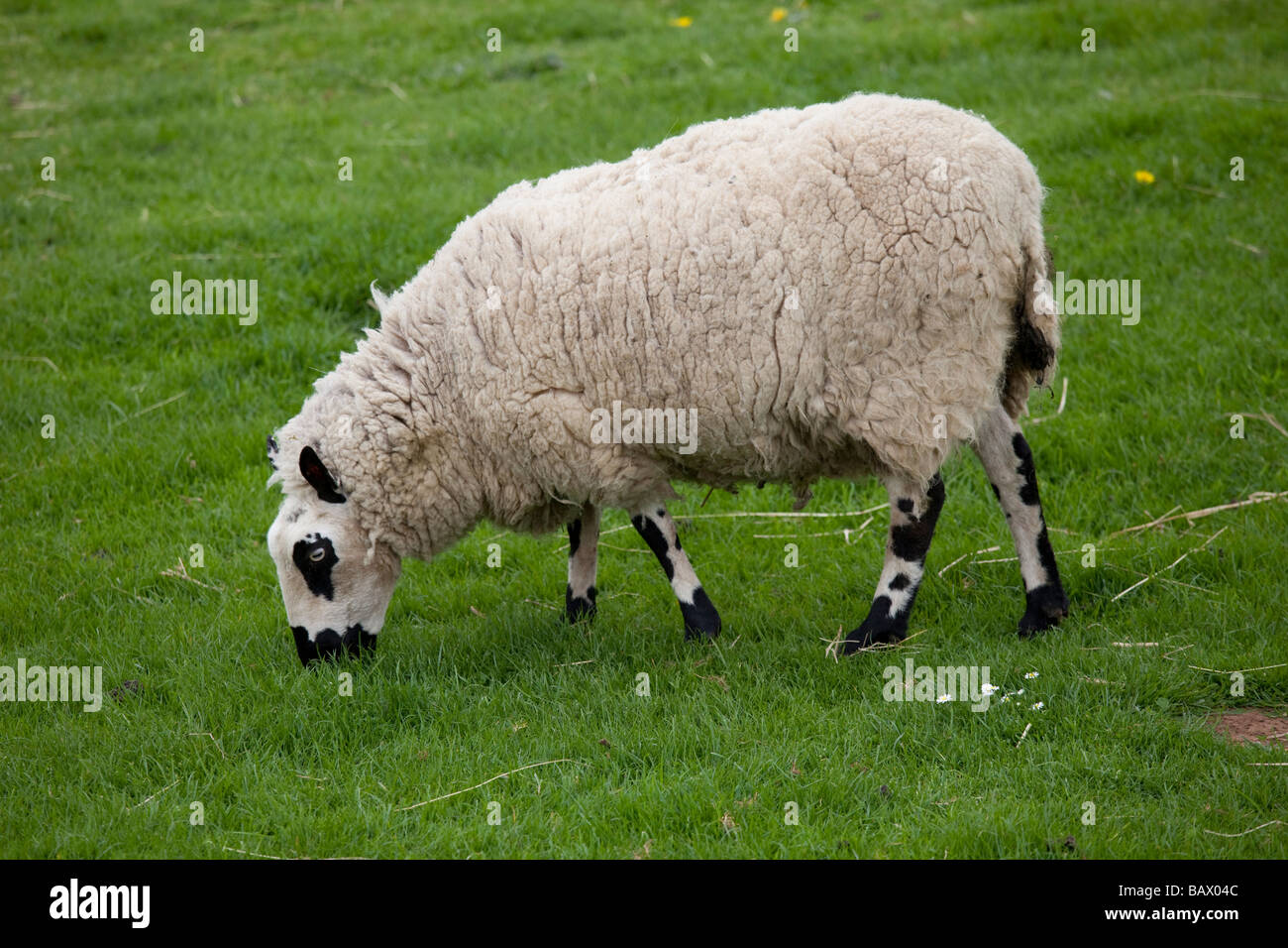 Kerry Hill moutons Cotswold Farm Park Temple Guiting Glos UK Banque D'Images