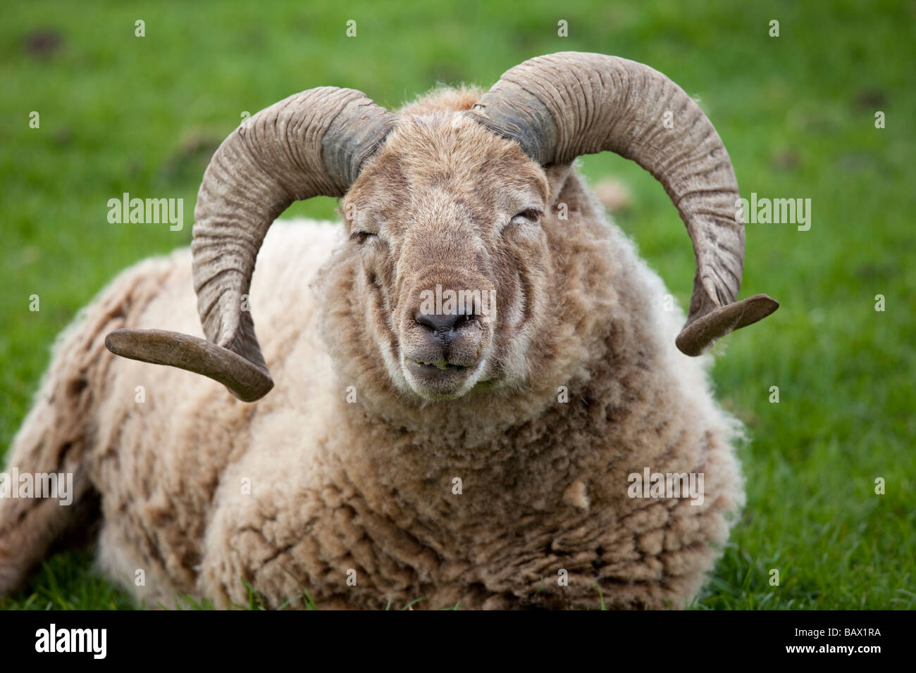 Tête et cornes de Castlemilk Morrit sheep ram Cotswold Farm Park Temple Guiting Glos UK Banque D'Images