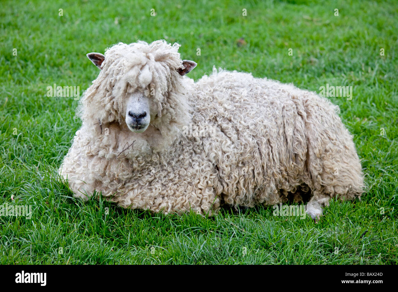 Brebis moutons Cotswold assis race rare Trust Cotswold Farm Park Temple Guiting Glos UK Banque D'Images