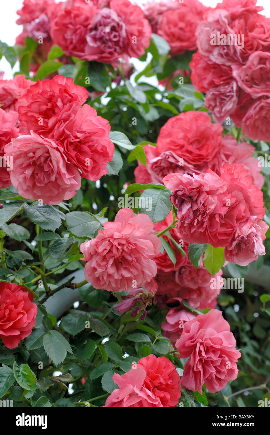 Les Pivoines en rouge fleuri Banque D'Images