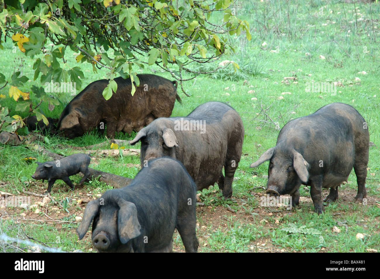 Cochons noirs Banque D'Images