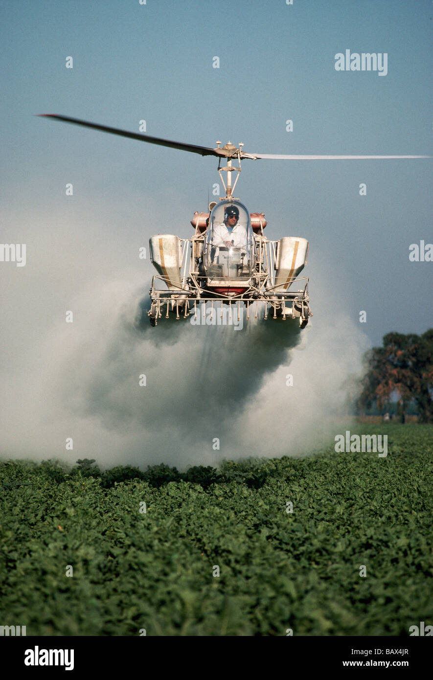 Dépoussiérage de l'hélicoptère sur le terrain de la betterave à sucre. Banque D'Images