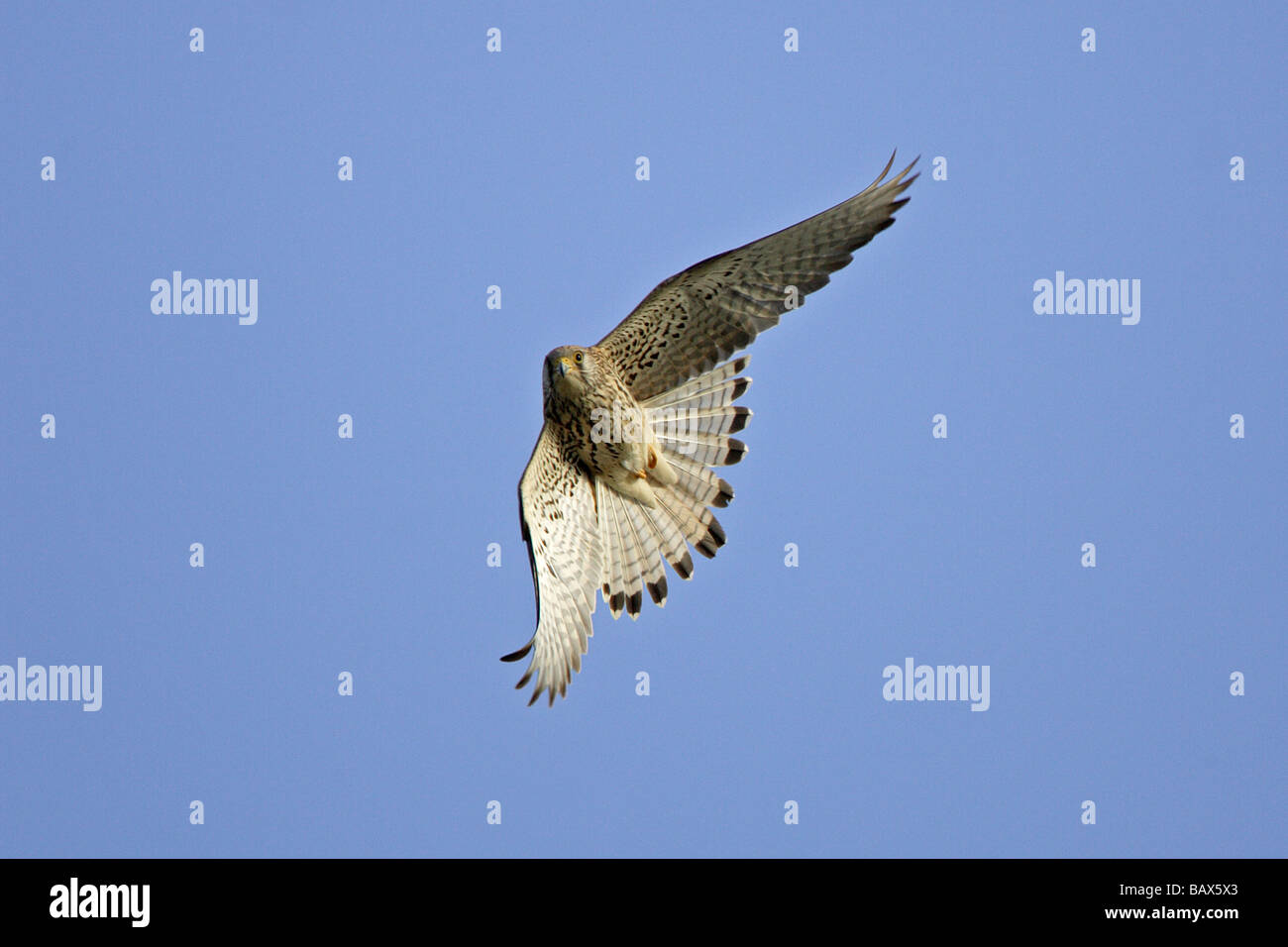 Faucon crécerellette femelle en vol Banque D'Images