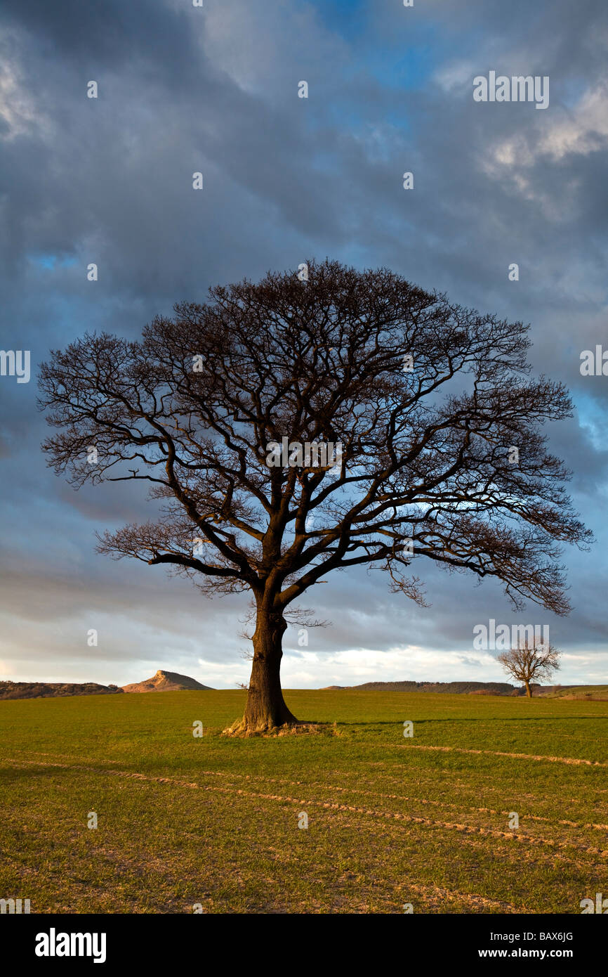 Roseberry Topping et Oak Tree à la fin de mars d'Easby de Sunshine Lane Great Ayton North Yorkshire Banque D'Images