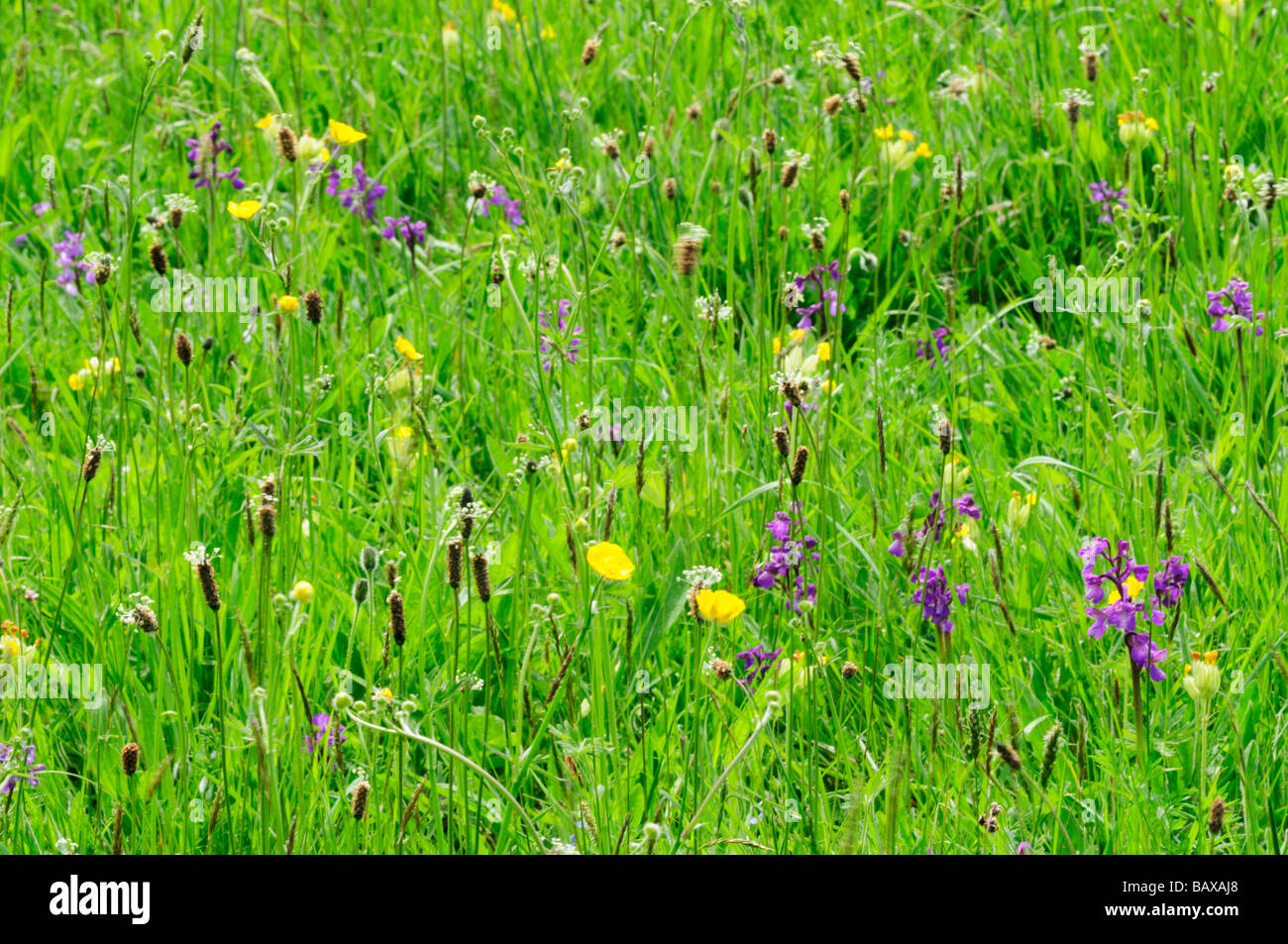 Les orchidées à ailes vertes à Chettisham pré nature reserve, chettisham près d'Ely, Cambridgeshire England UK Banque D'Images