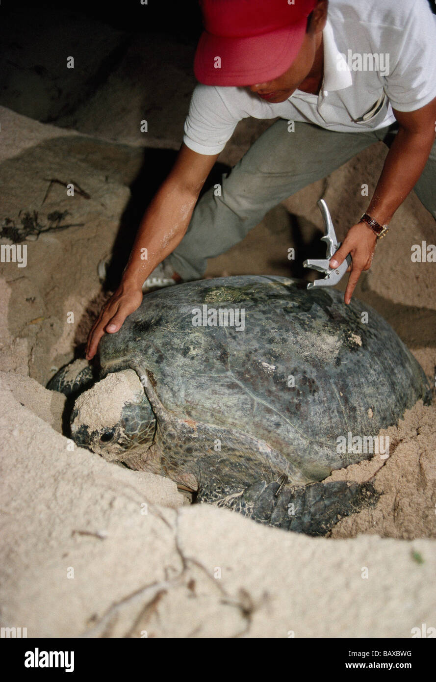 Se préparer à ranger 'tag' tortue de mer verte, la nidification. Banque D'Images