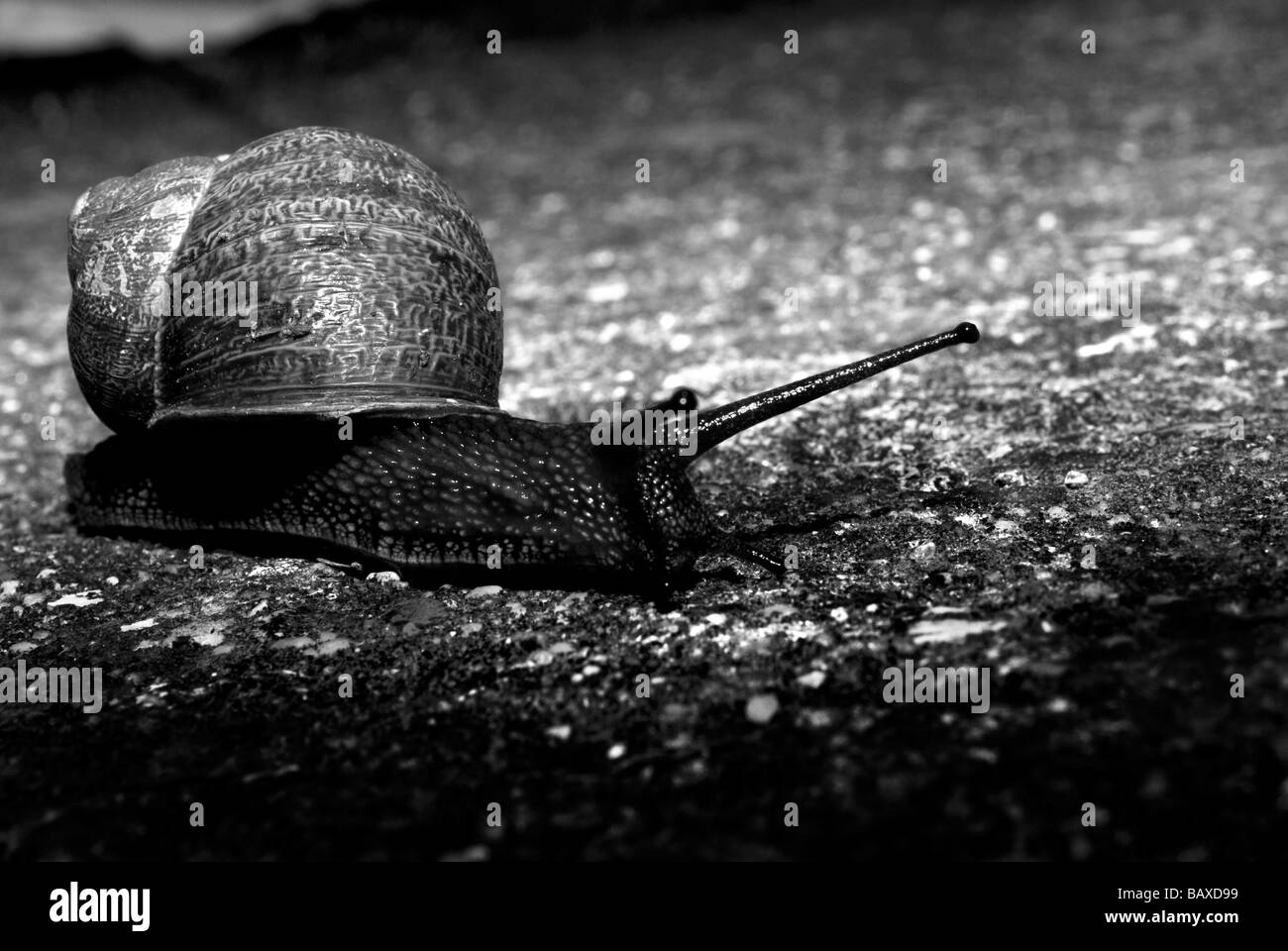 Un rythme d'escargot en noir et blanc Banque D'Images