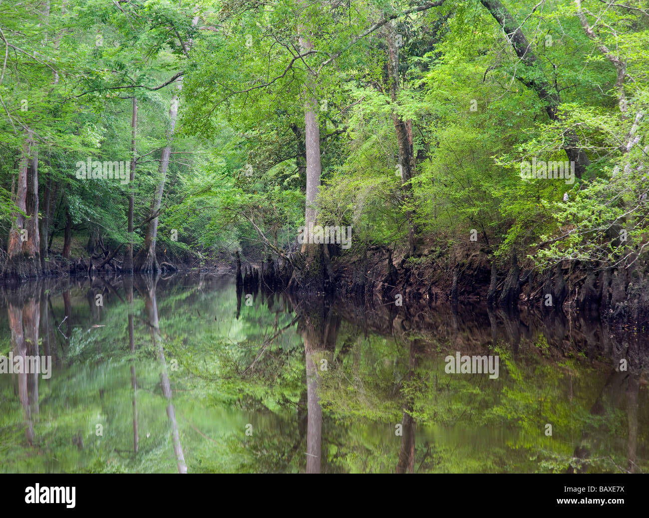 Bayou Saline National Scenic River, Winn Ranger District, forêt nationale de Kisatchie, Louisiane Banque D'Images